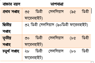 ছক-১: ব্রুডিংকালীন প্রয়োজনীয় তাপমাত্রা