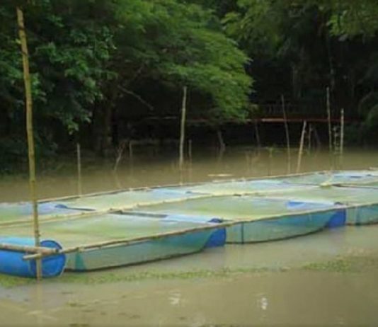 খাঁচায় মাছ চাষের পদ্ধতি ও সুবিধা