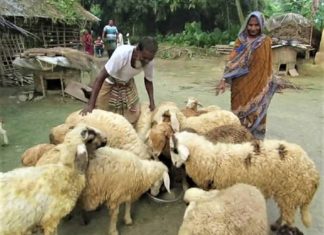 গাড়ল পালন: বেকারের বেকারত্ব দূরীকরণের উত্তম পন্থা-২