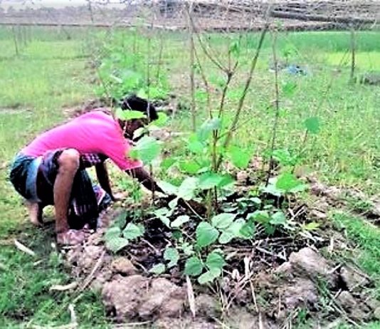 শীতকালীন সবজি চাষ