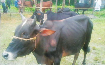 চিত্র: স্বল্প মেয়াদে গরু মোটাতাজাকরণ এর জন্য আদর্শ